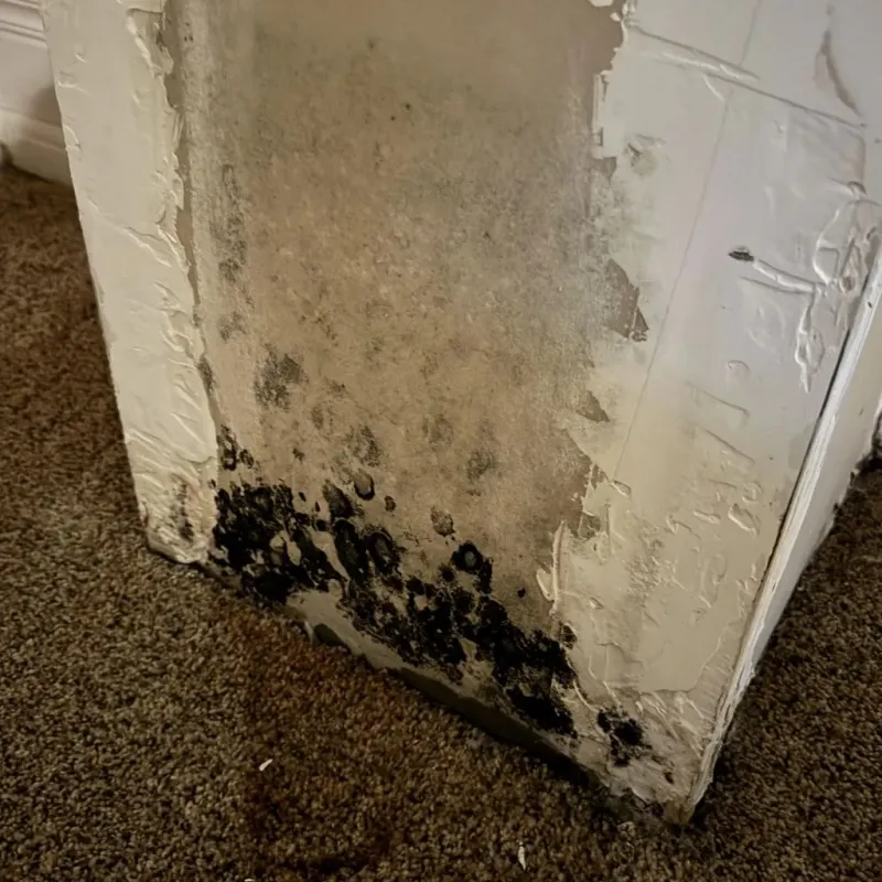Professional Mold Removal in McDuffie County, GA